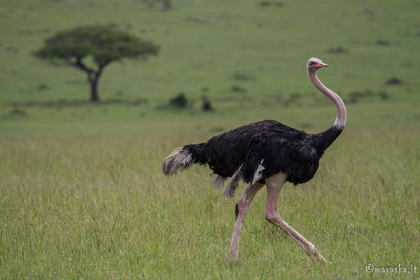 kenya-animals-birds-img-0013C323678C-E650-EE46-EE5E-06C36166D9D1.jpg