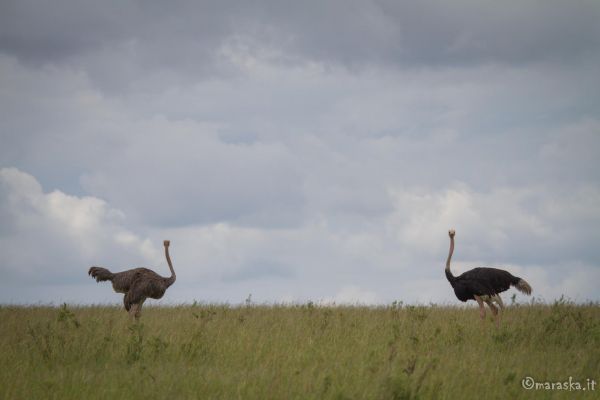 kenya-animals-birds-img-0022DA69CF82-729E-1AD4-2569-3758E48B0A19.jpg