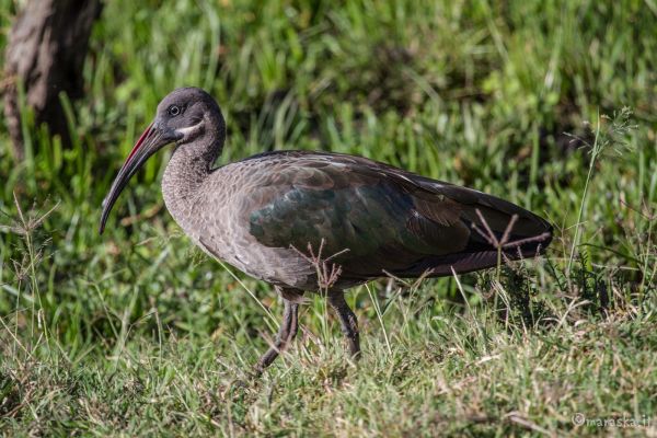 kenya-animals-birds-img-020216DD53C9-083D-078D-756F-59BB95A5144D.jpg