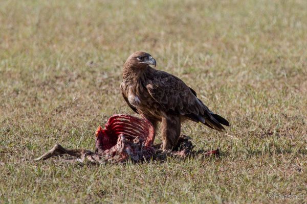 kenya-animals-birds-img-0327E36D2A35-69BB-97D1-8436-1B12A1EF70CB.jpg