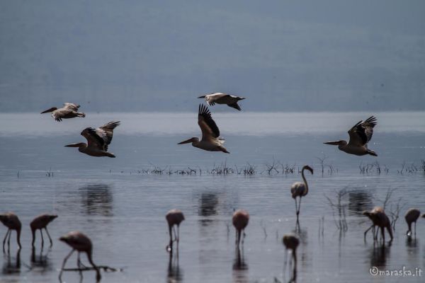 kenya-animals-birds-img-0361F039E01F-2403-964F-0447-60437A0CEA1D.jpg