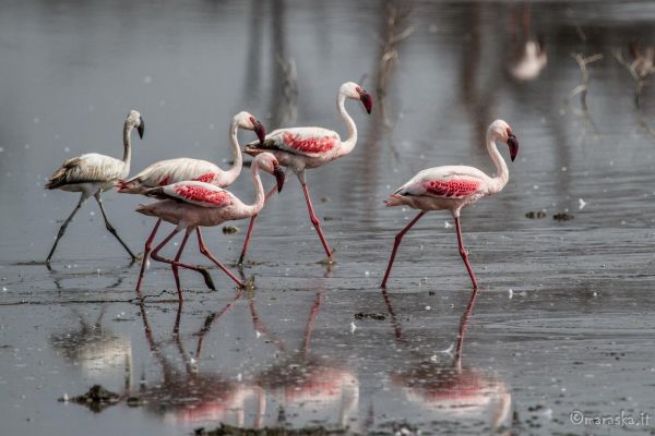 kenya-animals-birds-img-0373ED7DBAF7-C834-FF5D-DD4F-B8AE54F81998.jpg