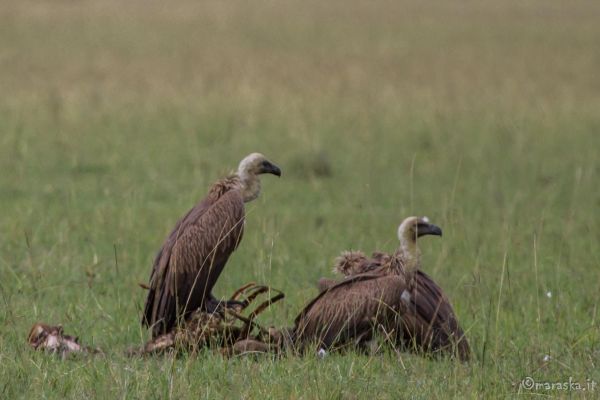 kenya-animals-birds-img-041241AC28D4-F2E2-0F86-D7AA-F3079EC70B9E.jpg