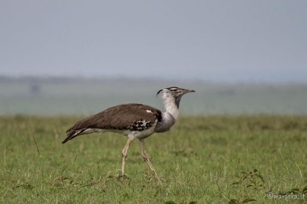 kenya-animals-birds-img-0421141D1CA2-F483-E8D4-FF36-5CA4F6137B26.jpg