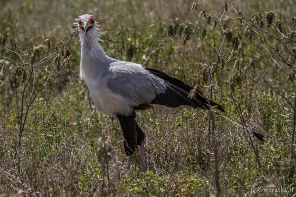 kenya-animals-birds-img-0498DA92A111-FA3C-8A77-A679-D2111EE594B1.jpg