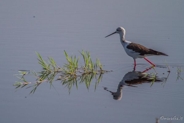 kenya-animals-birds-img-10686259B198-25D4-3E5B-72BD-607A3A1408BB.jpg