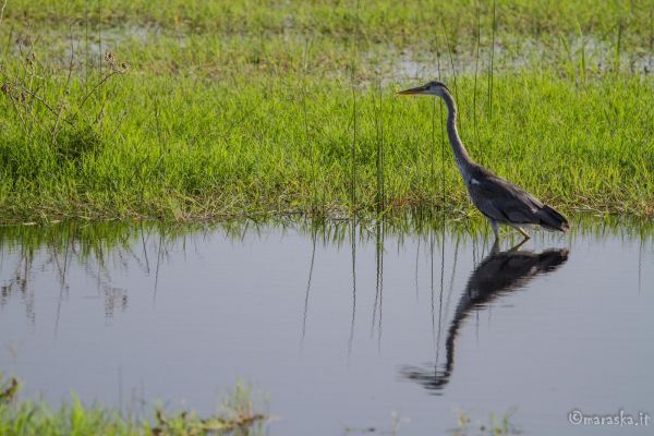 kenya-animals-birds-img-1081CC78D447-B38B-D994-D55C-FC088889C187.jpg