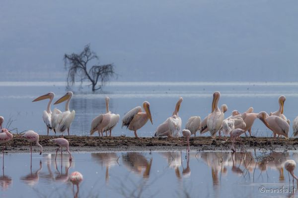 kenya-animals-birds-img-8865D8F19481-ADA8-A837-DE76-F95B0F4CDE9C.jpg