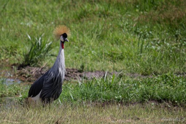 kenya-animals-birds-img-972829CCFB30-4B7B-3ADF-FE93-6FAA44EB3133.jpg