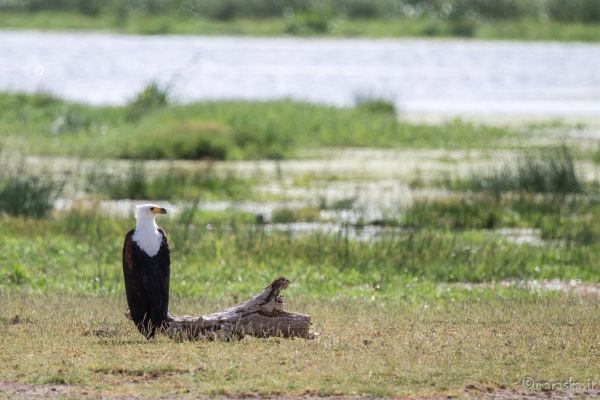 kenya-animals-birds-img-9826E8277168-8529-66C2-55D5-FBD1B23356B7.jpg