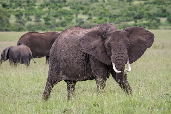 kenya-animals-elefants-img-0008A1759004-D2DE-3F8F-791C-AED977A12396.jpg