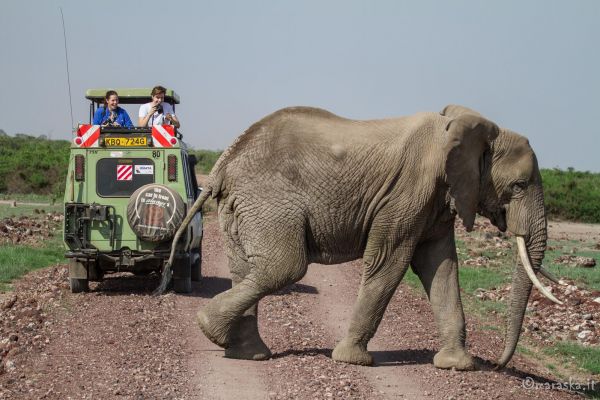 kenya-animals-elefants-img-1111222FB666-2170-1C87-027F-B2C37BE85668.jpg