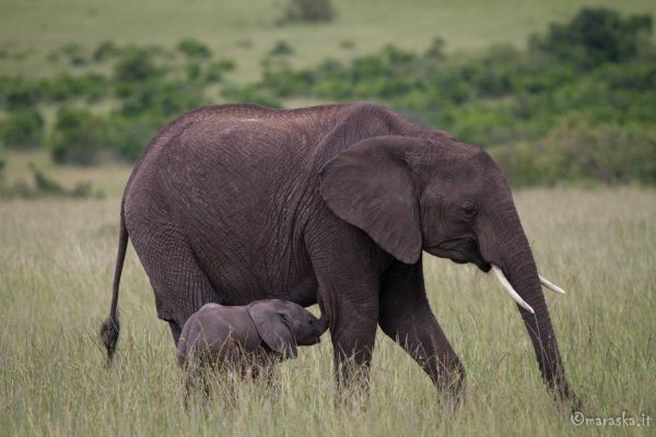 kenya-animals-elefants-img-99827A5E7D05-6D55-57A6-8725-14399604F47E.jpg