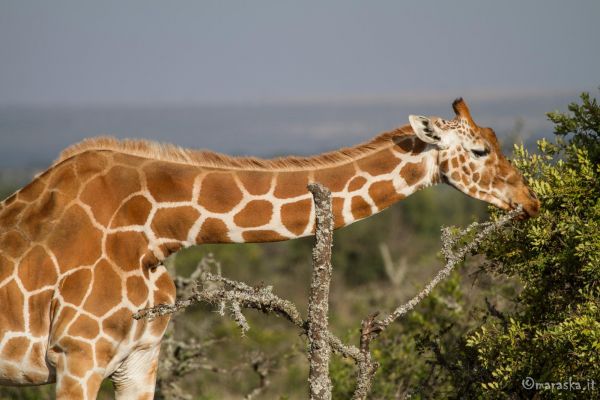 kenya-animals-giraffe-img-018264957B7A-46CB-E053-A845-0EB4D5C22754.jpg