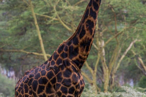 kenya-animals-giraffe-img-0414A3E75A64-F304-45B5-4C6A-690091CBB3FD.jpg