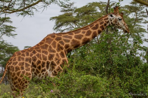 kenya-animals-giraffe-img-0418E759AF70-0000-D839-8D57-E3391A2CD62E.jpg