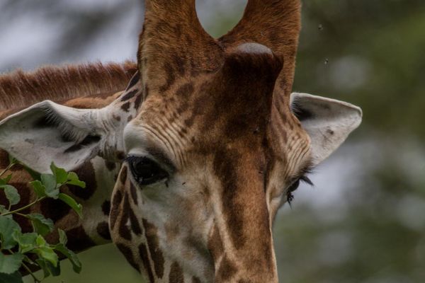 kenya-animals-giraffe-img-041952E81DE7-5F1E-DC22-D06F-A4C9329696AA.jpg