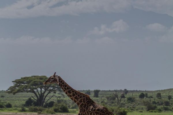 kenya-animals-giraffe-img-1120B8E0BD1E-8798-20B5-E579-DFD406C08D4F.jpg