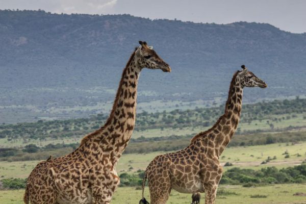 kenya-animals-giraffe-img-93469773C32A-8B6A-2AF6-993B-030D8CD0169C.jpg