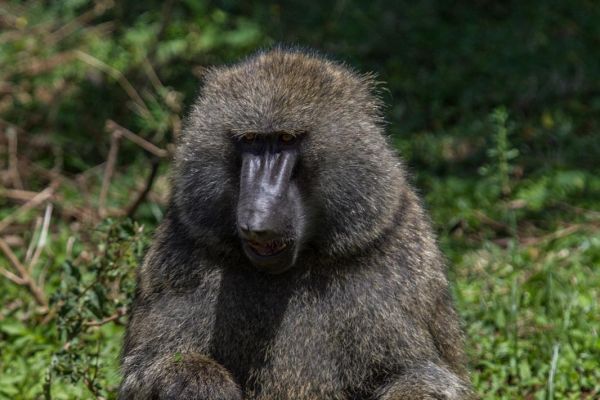 kenya-animals-monkeys-img-013491B83918-905C-5E3E-9C66-0D315E0724F2.jpg