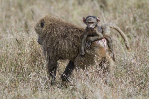 kenya-animals-monkeys-img-0271F3854092-D898-6ED5-F8BB-E9E8D5791CB9.jpg