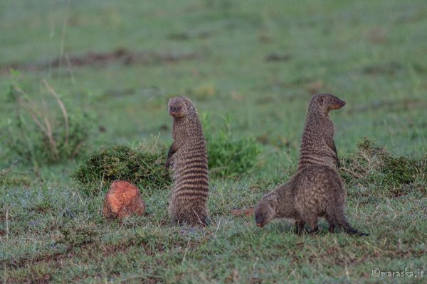 kenya-animals-others-img-0317-26DBAC336-4911-FFF1-23CD-7D6B6D66304E.jpg