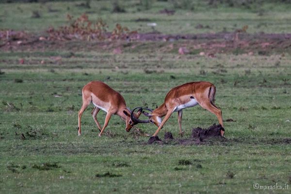 kenya-animals-ruminant-img-0580849F88FC-4195-2A8D-3A34-6BC66F089196.jpg