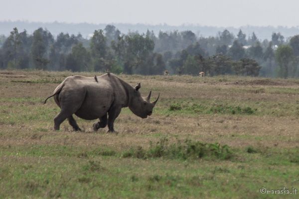 kenya-animals-ruminant-img-87608BB2A99B-34A5-8066-20EB-3EF02BF88C5D.jpg