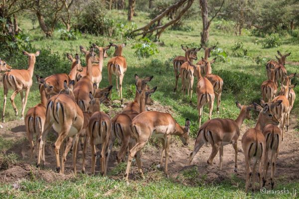 kenya-animals-ruminant-img-898133079666-0B5D-64C5-AFA6-0A0C85AE076C.jpg