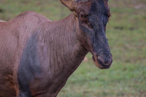 kenya-animals-ruminant-img-9092545BBDCB-37CE-BC1F-2C7D-265EC9C317E4.jpg