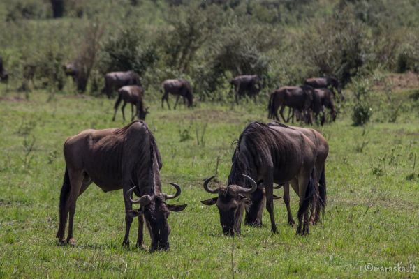 kenya-animals-ruminant-img-944099008B71-99A5-FA64-A033-13CEFE5C488B.jpg