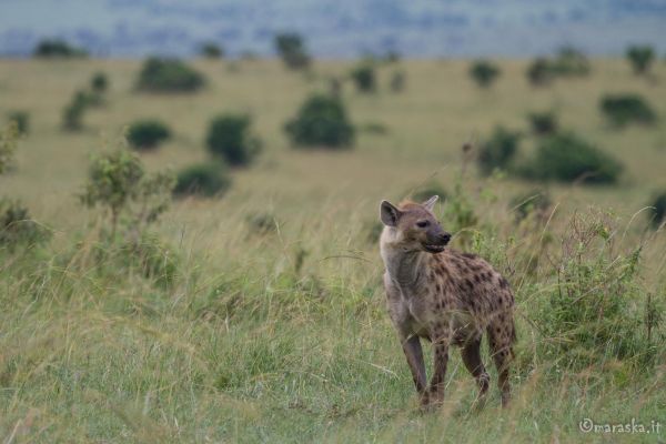 kenya-animals-simbas-img-00294FB581B8-CCCD-6050-AC2B-0B7F1365DC1D.jpg