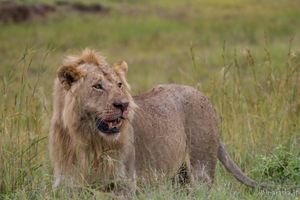 kenya-animals-simbas-img-0090E287207C-29E2-FDF7-5B5A-17364F0D1DEF.jpg