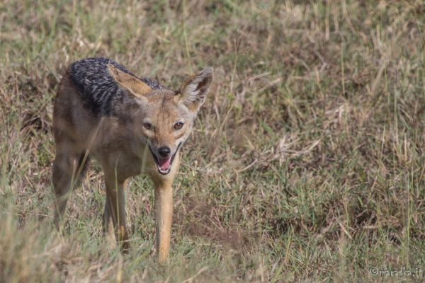 kenya-animals-simbas-img-0336BEA81FFB-605D-5BF5-B146-3E6AFBE0E21A.jpg