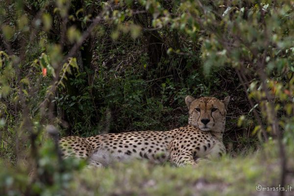 kenya-animals-simbas-img-04450C2231C3-A9DF-EAF3-30AC-5B60A373BFC7.jpg