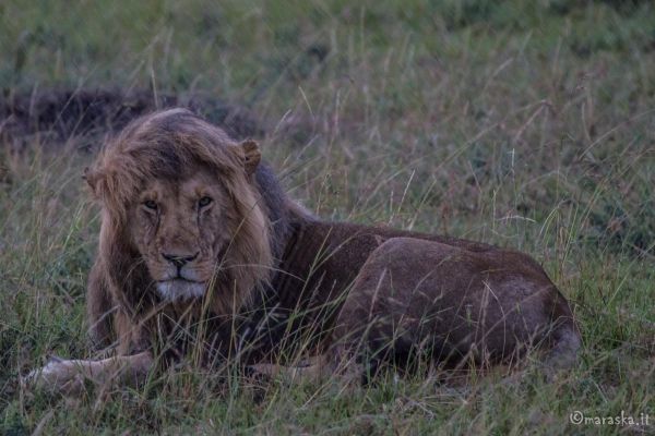 kenya-animals-simbas-img-062070ACAC08-DC8F-7080-1C88-C108B323C6B8.jpg