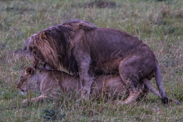 kenya-animals-simbas-img-0657D7B9B86D-D020-70BF-5935-CC588620585C.jpg