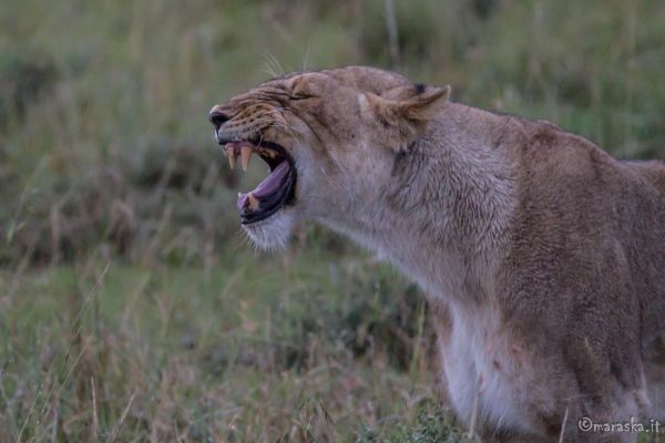 kenya-animals-simbas-img-06753A753760-B33F-BAD9-1B84-FCB1472EB3CE.jpg