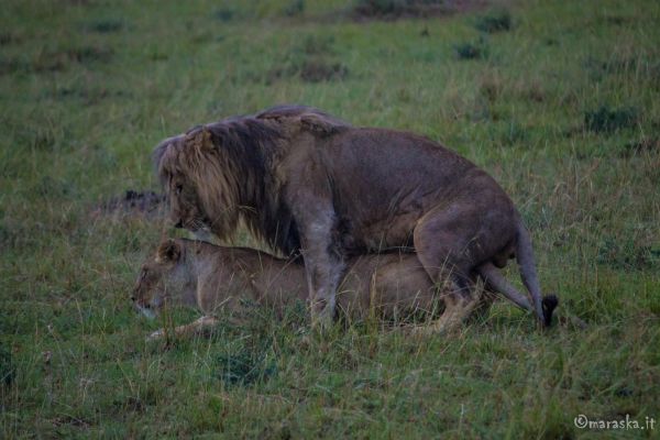 kenya-animals-simbas-img-9048CC5832A6-6C50-AA2F-D455-D9FEEDF3B8BB.jpg