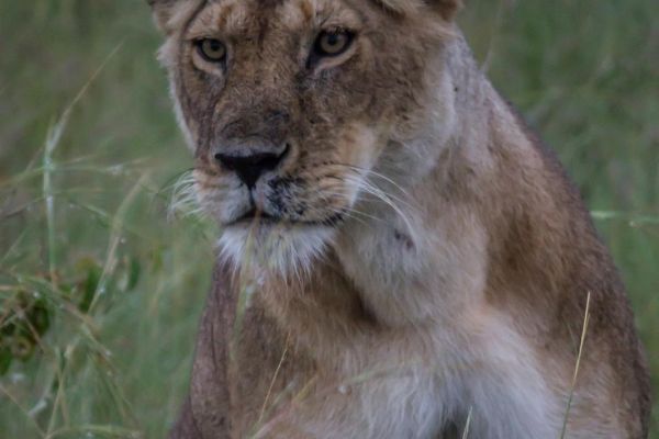 kenya-animals-simbas-img-90766923D454-B2AB-A39B-3683-9E3055B8516F.jpg