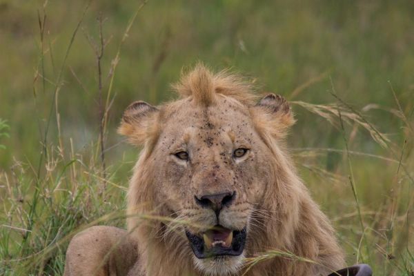 kenya-animals-simbas-img-9187D2F9841B-2A75-AB4D-5CDA-54C9831A4276.jpg