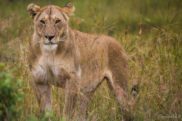 kenya-animals-simbas-img-92086156BCF8-5E06-013C-FB78-6A8806BB1C13.jpg