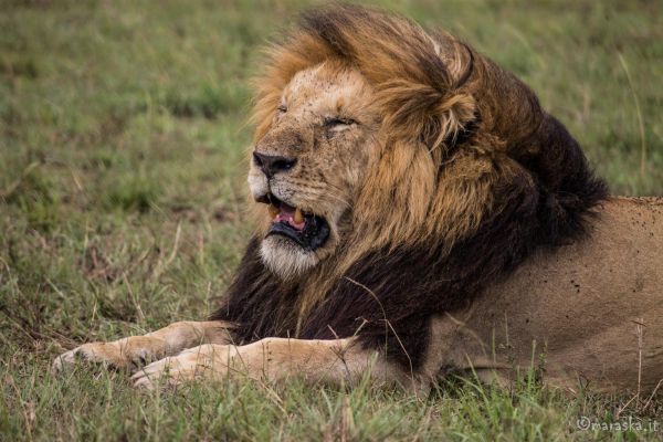 kenya-animals-simbas-img-92354DE1873C-E315-E645-5D78-8E452625E51D.jpg