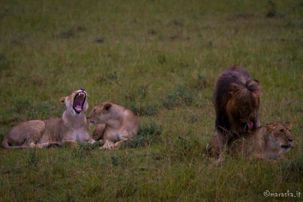 kenya-animals-simbas-img-983344DB4FB1-7E07-91DA-8B0C-BEFA38CA5053.jpg