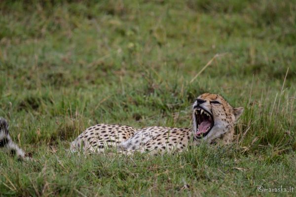 kenya-animals-simbas-img-9922C7E5D116-8F05-214F-76B5-997C578B630D.jpg