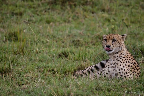 kenya-animals-simbas-img-99280DAB4B15-0C77-02EC-A4D5-39B30798BD03.jpg