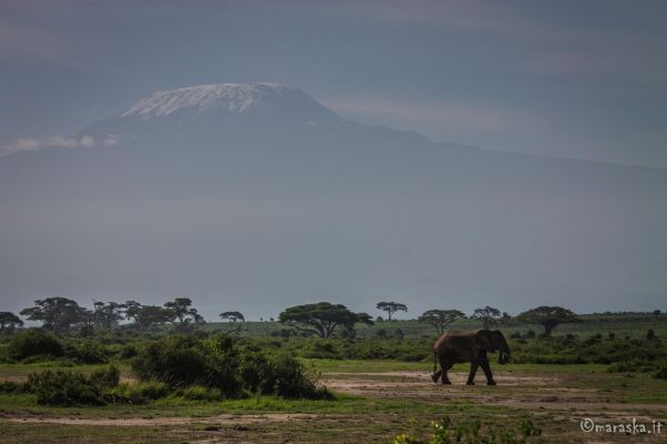 kenya-places-amboseli-img-96163F7F0F43-1F12-D088-8EBC-F5434AC59DC2.jpg