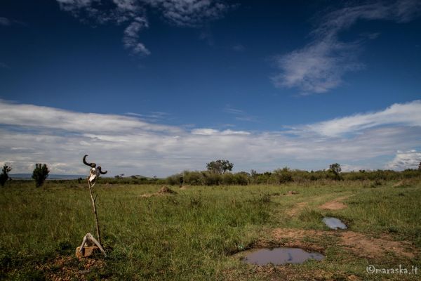 kenya-places-masaimara-img-0212-2950F174F-F291-9601-9F31-404AB0544D27.jpg