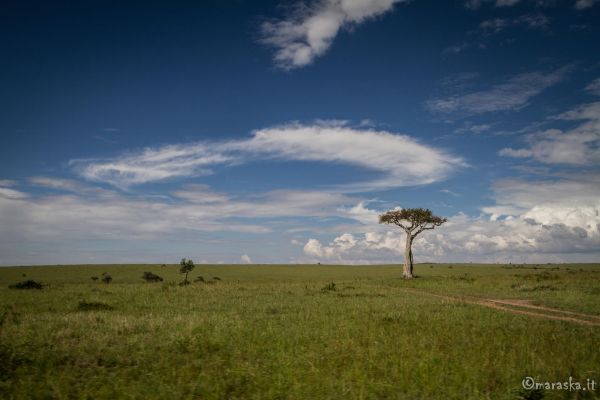 kenya-places-masaimara-img-0223-2569338A0-75D0-4522-EECE-48A3E719028B.jpg