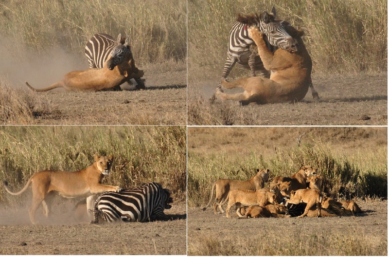 Lion eating zebras